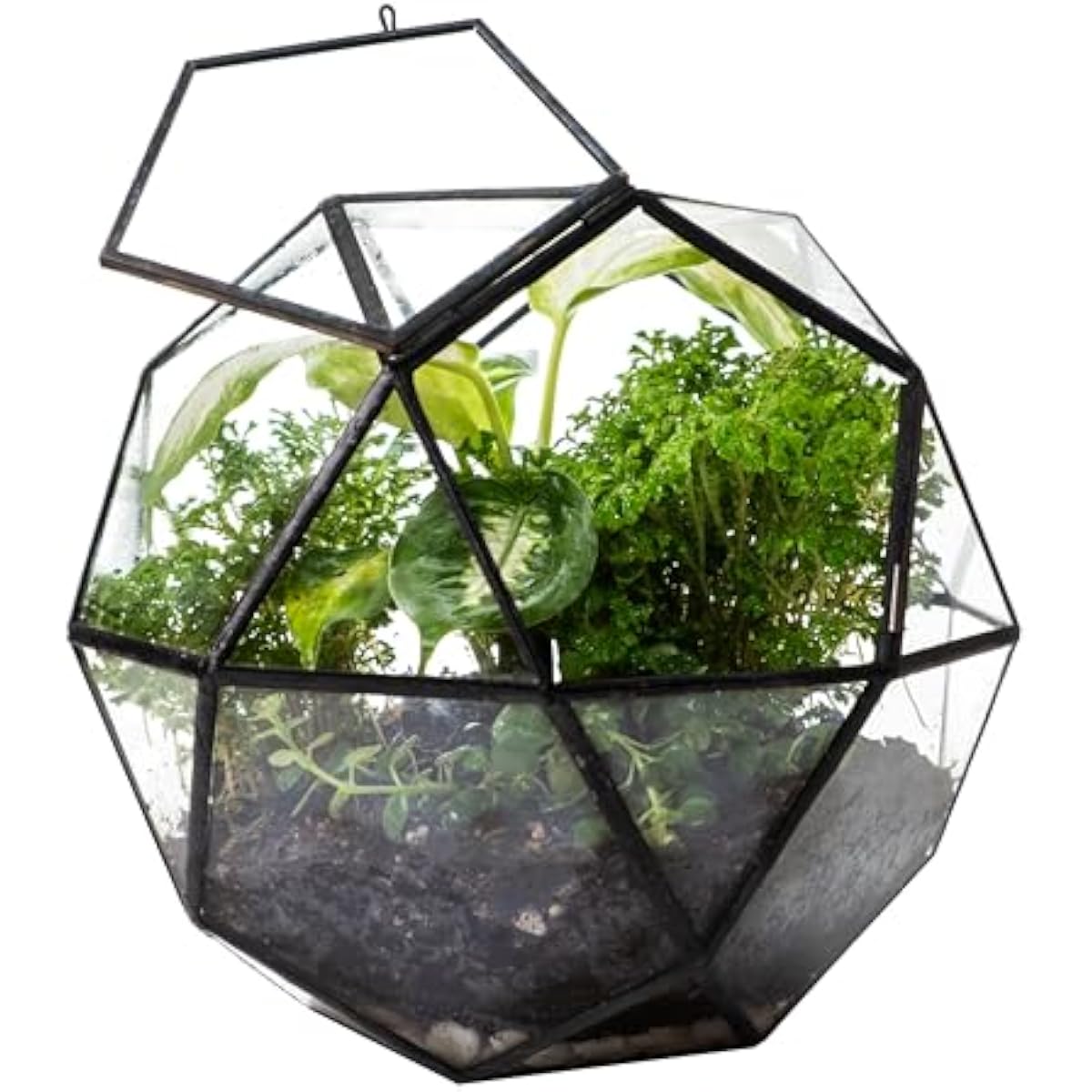 Terrarium berbentuk Bola Geome - Glass Door Hinge ulasan dan harga